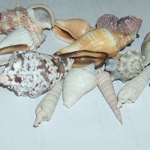 An Assortment of Beautiful Seashells Clam Shells Lot of 16